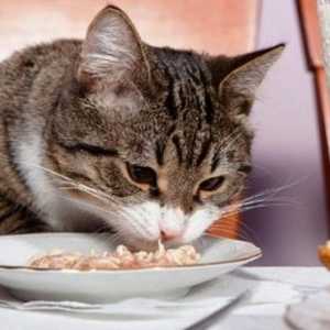 खाना जो एक बिल्ली नहीं खाना चाहिए