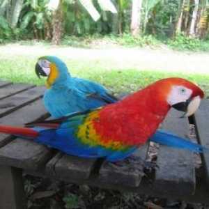 मकाओ और अरारुना मैको पक्षियों - तीव्र रंग के पंख