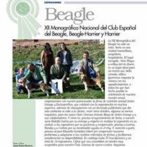 बीगल। स्पेनिश बीगल क्लब, बीगल-हैरियर और हैरियर का Xii नेशनल मोनोग्राफिक