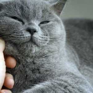 नर और मादा बिल्लियों में नसबंदी के लाभ