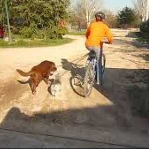 कुत्ते के साथ साइकिल: सुरक्षित पेडलिंग गाइड