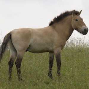 Przewalski नस्ल घोड़ा