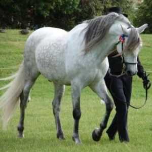 स्पेनिश घोड़ा या अंडलुसियन घोड़ा