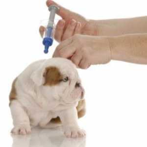 कुत्तों के लिए टीकाकरण कैलेंडर