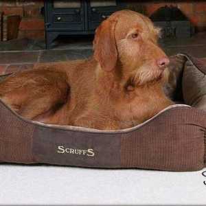 कुत्तों के लिए आर्थोपेडिक बिस्तर। उनके प्रकार और कार्य।