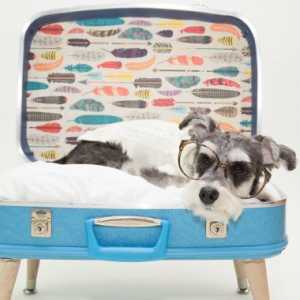 पुराने सूटकेस में कुत्तों के लिए बिस्तरों का पुनर्नवीनीकरण