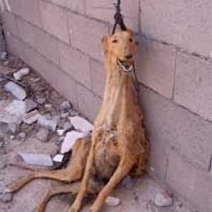 कुत्तों के जीवन में सुधार करने के लिए अभियान, स्पेन में ग्रेहाउंड के साथ शिकार नहीं करना