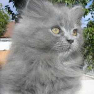 नीली फारसी बिल्ली की विशेषताएं
