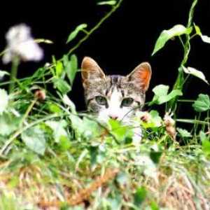 जंगली बिल्ली के लक्षण और व्यवहार