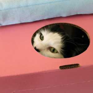 कैटी स्टैक्स: क्योंकि बिल्लियों को बक्से पसंद हैं