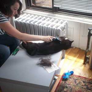 बिल्ली को ब्रश करना पूरे घर में बाल रखने से बचाता है