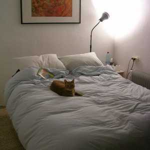 बेडरूम को बंद करने से वयस्क बिल्ली एलर्जी रोकती है