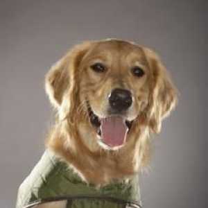 कुत्तों के लिए शीतलन vests