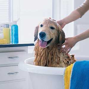 कुत्तों के लिए साबुन के बिना शैंपू