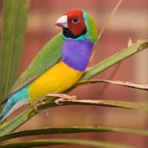 पक्षियों पर पंखों का रंग - असामान्य रंग