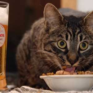 बिल्ली भोजन - बिल्ली के लिए 5 खाद्य पदार्थ मना कर दिया