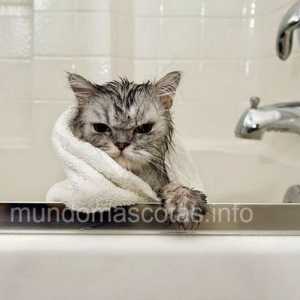 बिल्ली को कैसे स्नान करें