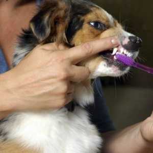 अपने कुत्ते के दांतों की देखभाल कैसे करें