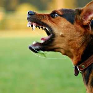 आक्रामक कुत्ते को कैसे रोकें