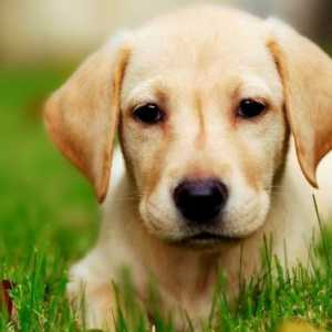लैब्राडोर कुत्तों में आंखों की बीमारियों को कैसे रोकें