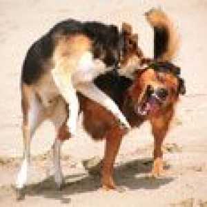 कुत्ते झगड़े | Dogfighting क्यों हो रहा है?