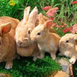 खरगोशों में Conjunctivitis