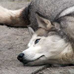 साइबेरियाई huskies के लिए पोषण युक्तियाँ