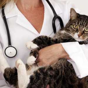 आपकी बिल्ली की देखभाल करने के लिए टिप्स - स्वच्छता, स्वास्थ्य और पोषण