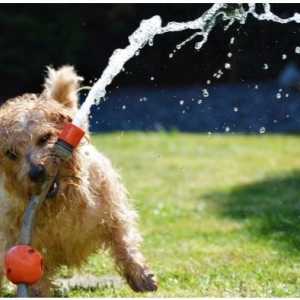 गर्मी में कुत्तों की देखभाल के लिए युक्तियाँ