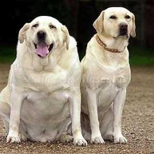 कुत्ते मोटापे से बचने के लिए युक्तियाँ
