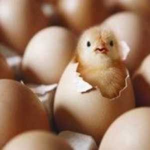 चिकन अंडे के ऊष्मायन के लिए सुझाव