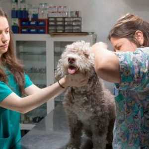 अपने कुत्ते को Parvovirus से बचाने के लिए युक्तियाँ