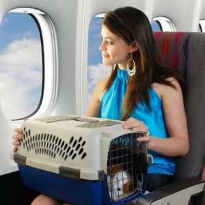कुत्तों के साथ विमान द्वारा यात्रा के लिए युक्तियाँ