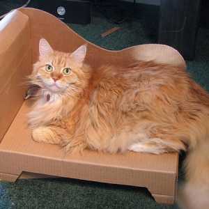 अपनी बिल्ली के लिए एक आर्म चेयर में एक गत्ते का बक्सा मुड़ें