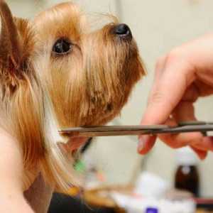 लंबे बालों वाले कुत्तों की देखभाल