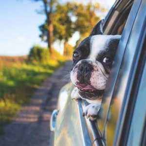 अपने कुत्ते के साथ गर्मियों में कैसे यात्रा करें