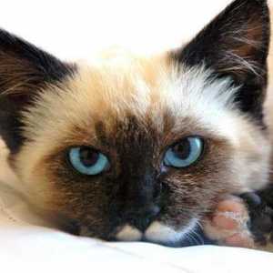 दुनिया में सबसे खूबसूरत बिल्ली नस्लों क्या हैं?