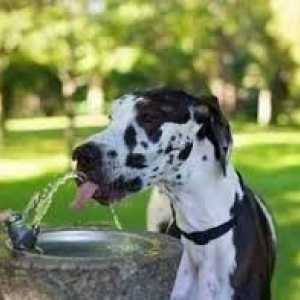 कुत्ते को कितना पानी पीने की ज़रूरत है?