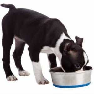 कुत्ते को अपनी प्लेट से खाना उछालने के लिए कैसे रोकें
