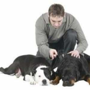 कई पालतू जानवरों के साथ एक घर में मादा rottweiler कैसे अपनाने के लिए