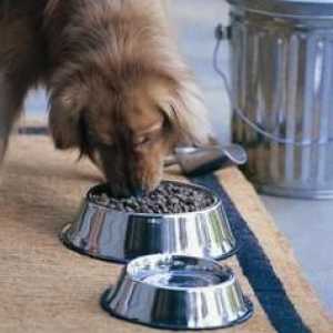 घर के बने कुत्ते के भोजन के लिए पशु चिकित्सा सलाह