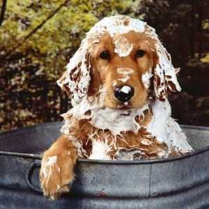 बिना किसी दर्द के अपने कुत्ते को कैसे स्नान करें