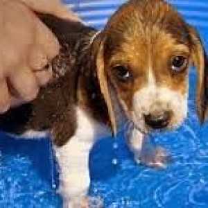 पानी से नफरत करने वाले कुत्ते को कैसे स्नान करें?