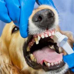 मेरे कुत्ते के दांत कैसे ब्रश करें