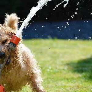 गर्मी के मौसम में कुत्ते की देखभाल कैसे करें