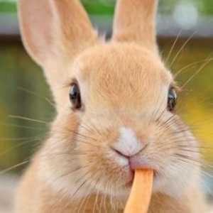 खरगोश के दांतों की देखभाल कैसे करें