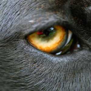 अपने पालतू जानवर की आंखों का ख्याल कैसे रखें