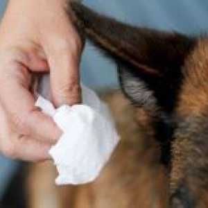 हमें कुत्ते के कान को कैसे साफ करना चाहिए