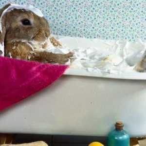 मुझे अपने खरगोश को कैसे स्नान करना चाहिए