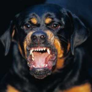 Rottweiler के आक्रामकता को कैसे रोकें?